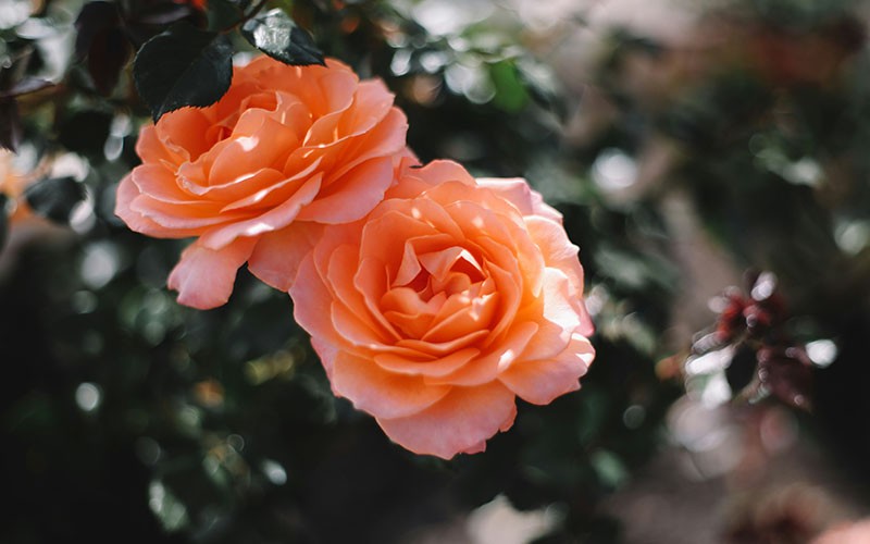 Rozen