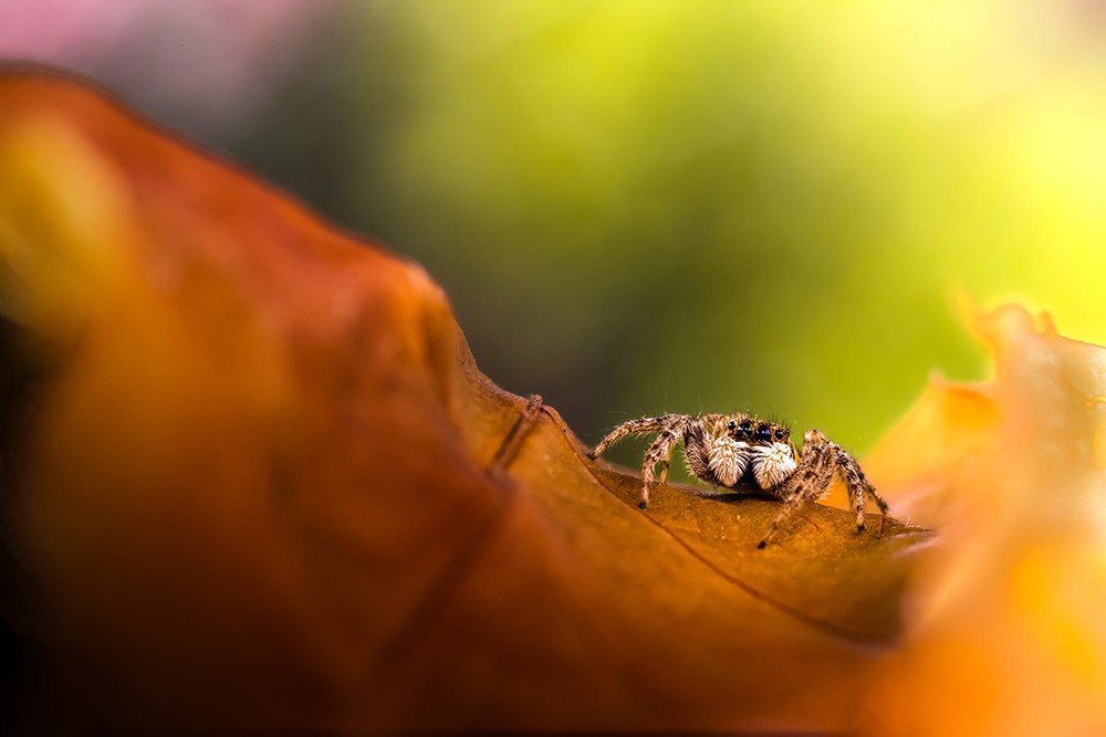 een spin op een blad