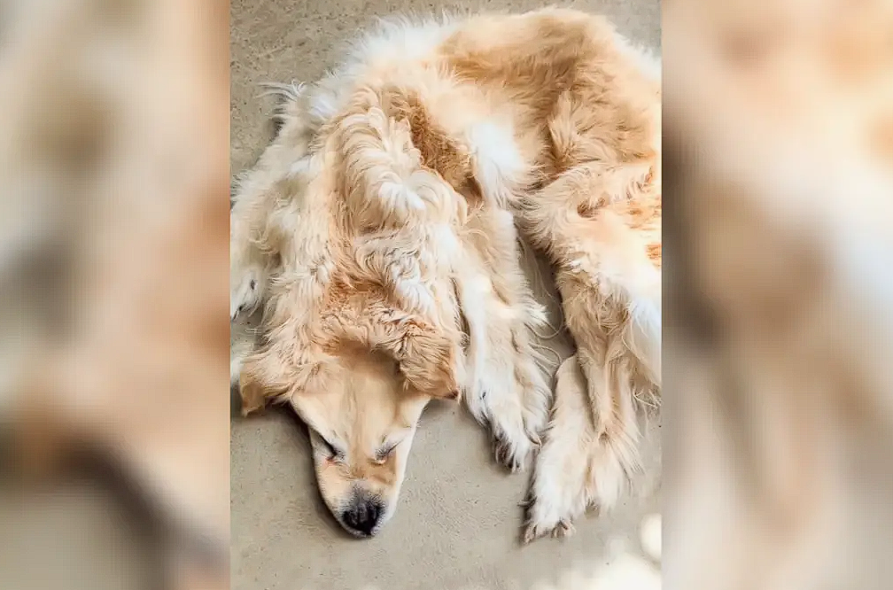 een hond als tapijt