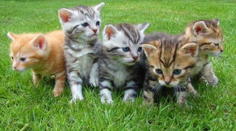 jonge katten in het gras