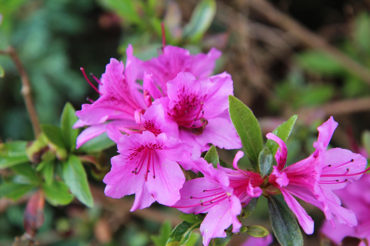 Azalea's