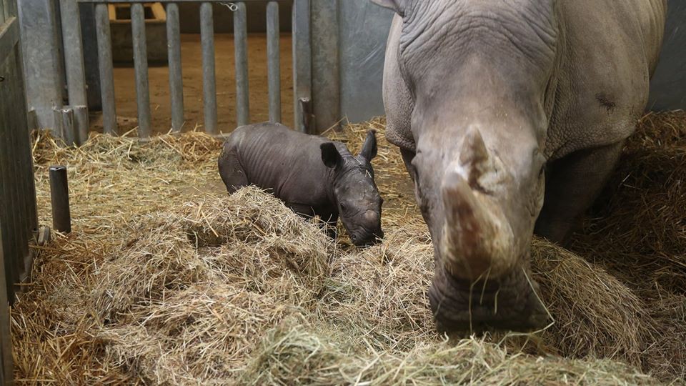 Neushoorn geboren in Pairi Daiza