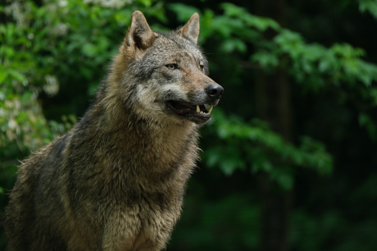 een wolf