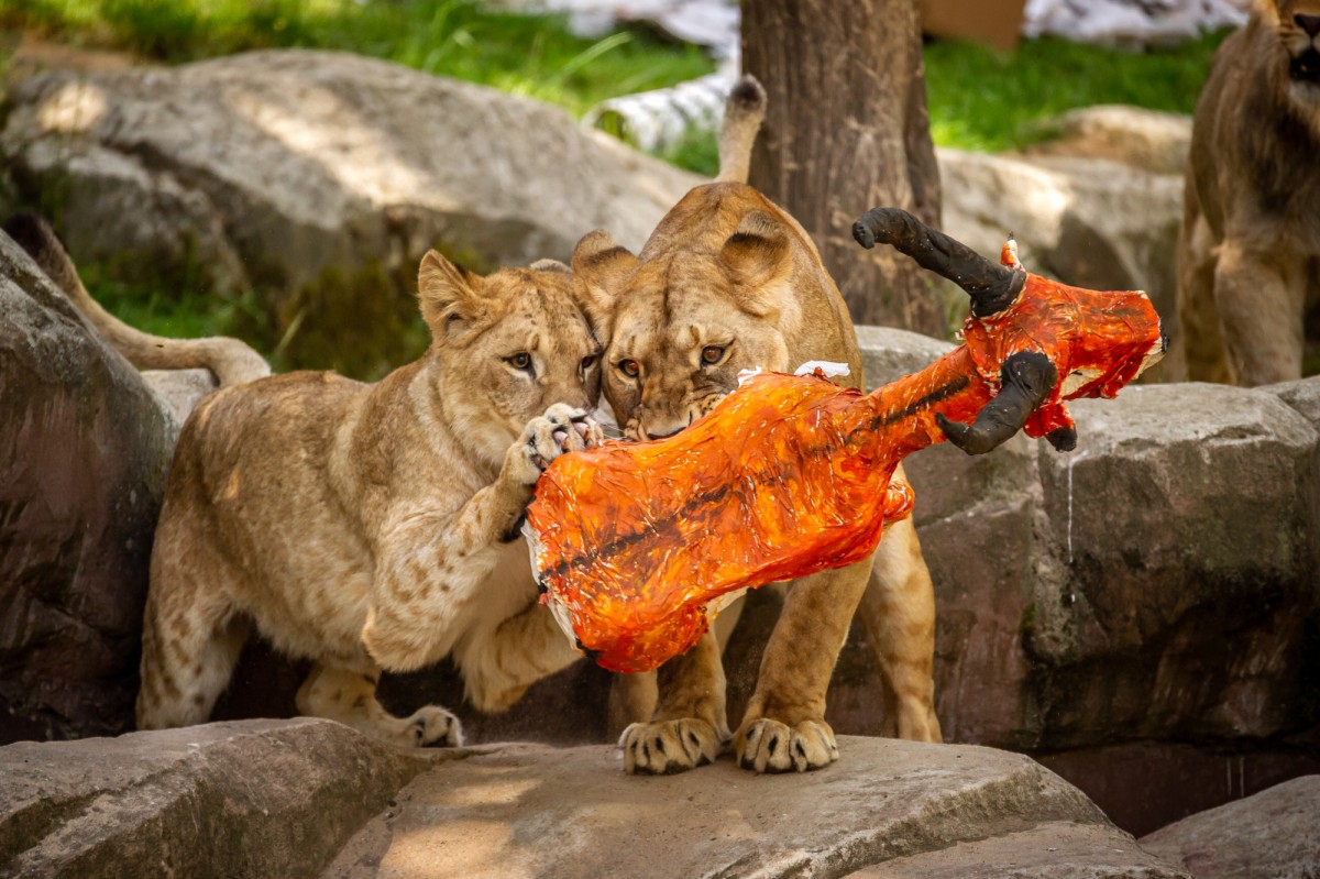 jonge leeuwen met een dier van papier
